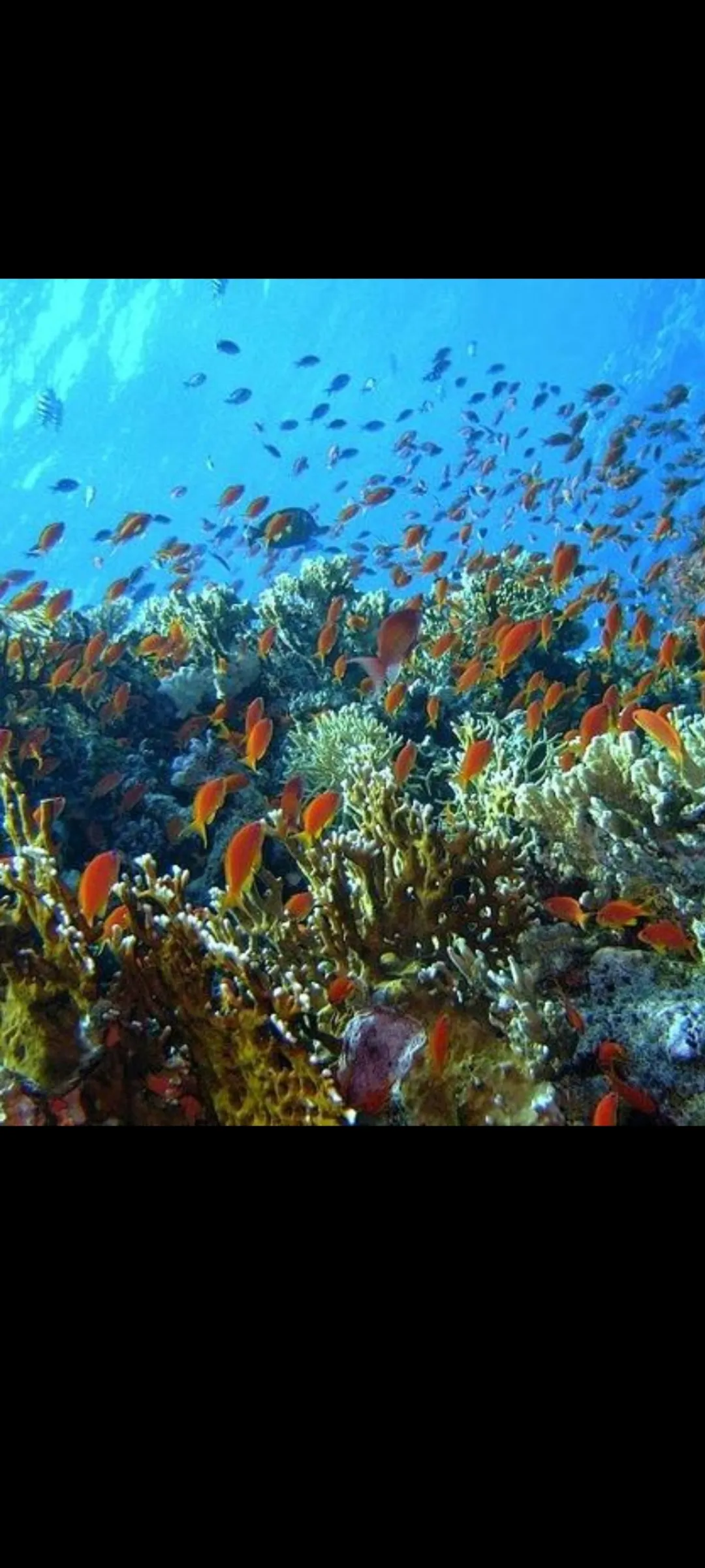 🤿 Приключение сноркелинга – Хургада snorkeling-adventure-trip-hurghada/Screenshot_2025-07-09-02-03-52-108_com_miui_gallery.jpg