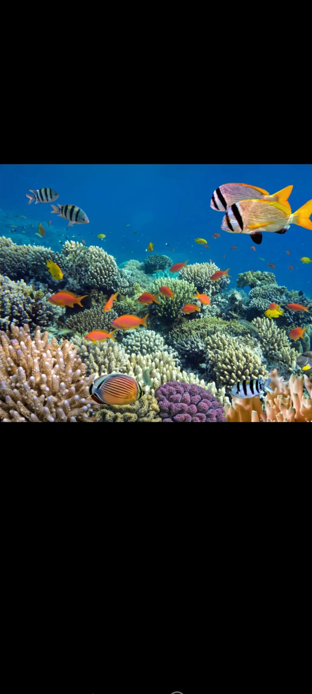 🤿 Приключение сноркелинга – Хургада snorkeling-adventure-trip-hurghada/Screenshot_2025-07-09-02-04-18-170_com_miui_gallery.jpg