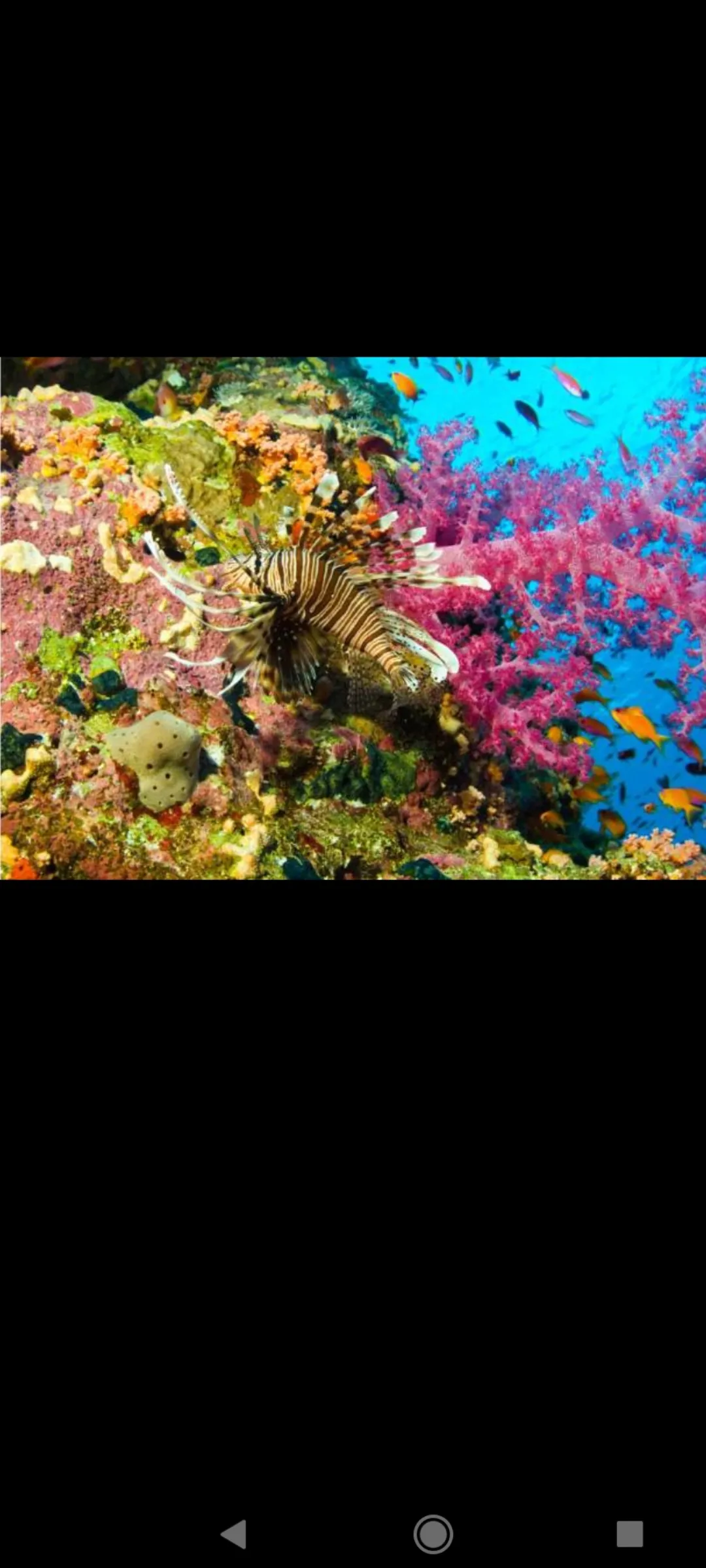 🤿 Приключение сноркелинга – Хургада snorkeling-adventure-trip-hurghada/Screenshot_2025-07-09-02-04-29-502_com_miui_gallery.jpg